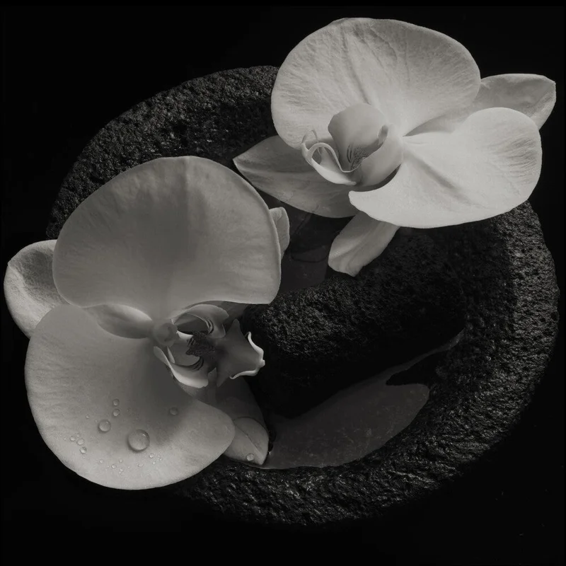 Mike Patton - Corpse Flower [LP]