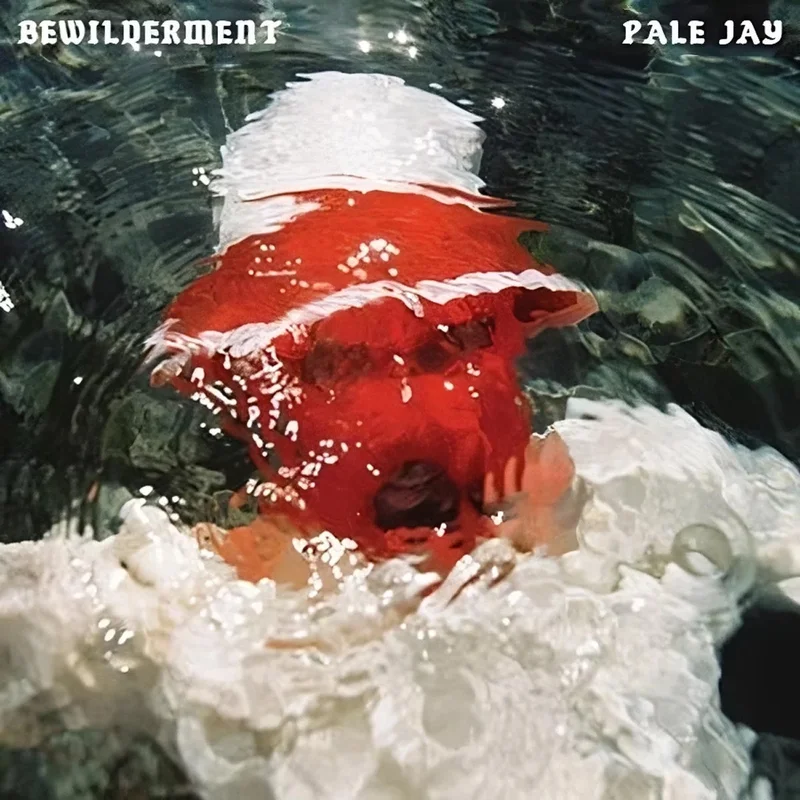 Pale Jay  Bewilderment