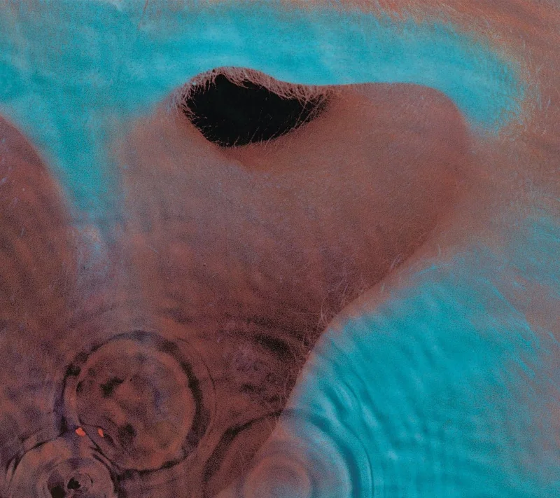Pink Floyd Meddle - Sealed UK CD album