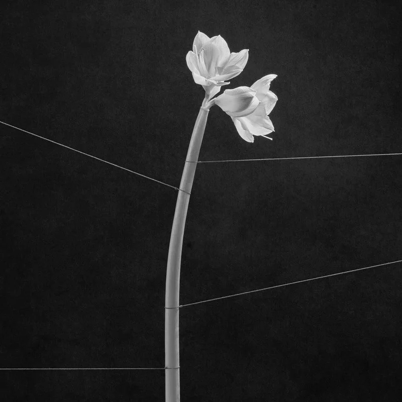 Trentemller - Dreamweaver